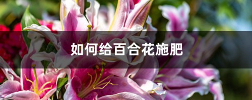 百合花施肥方法，用什么肥好