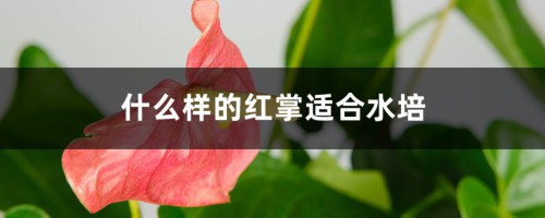 什么样的红掌适合水培