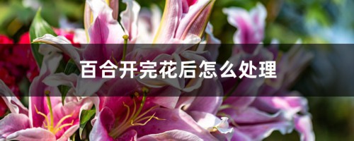 百合开完花后怎么处理