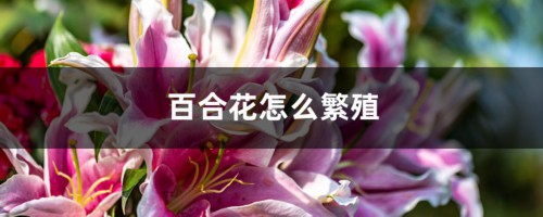 百合花怎么繁殖